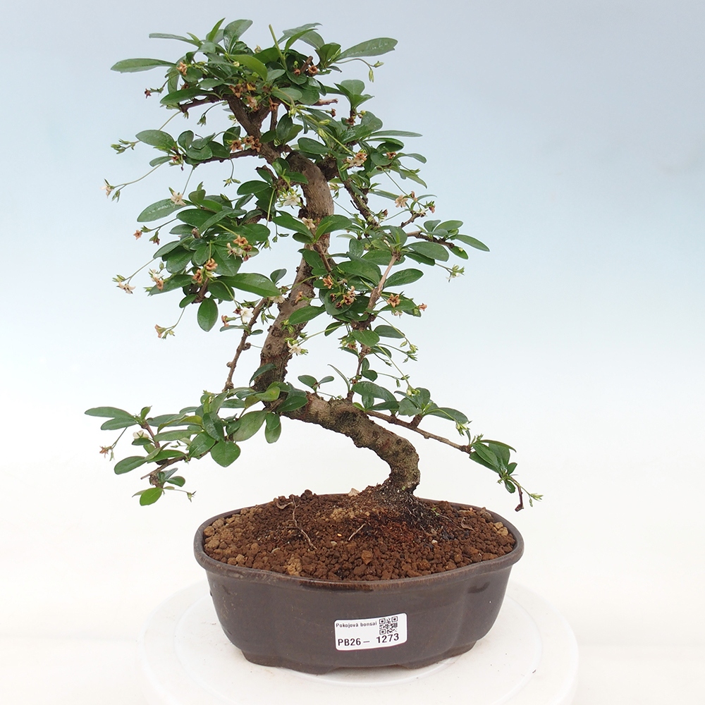 Room bonsai - Carmona macrophylla - Tea fuki