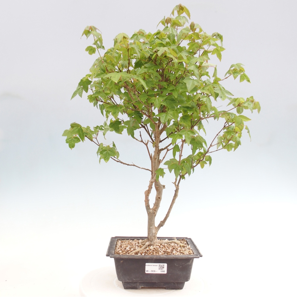 Outdoor bonsai - Acer Buergerianum - Burger Maple