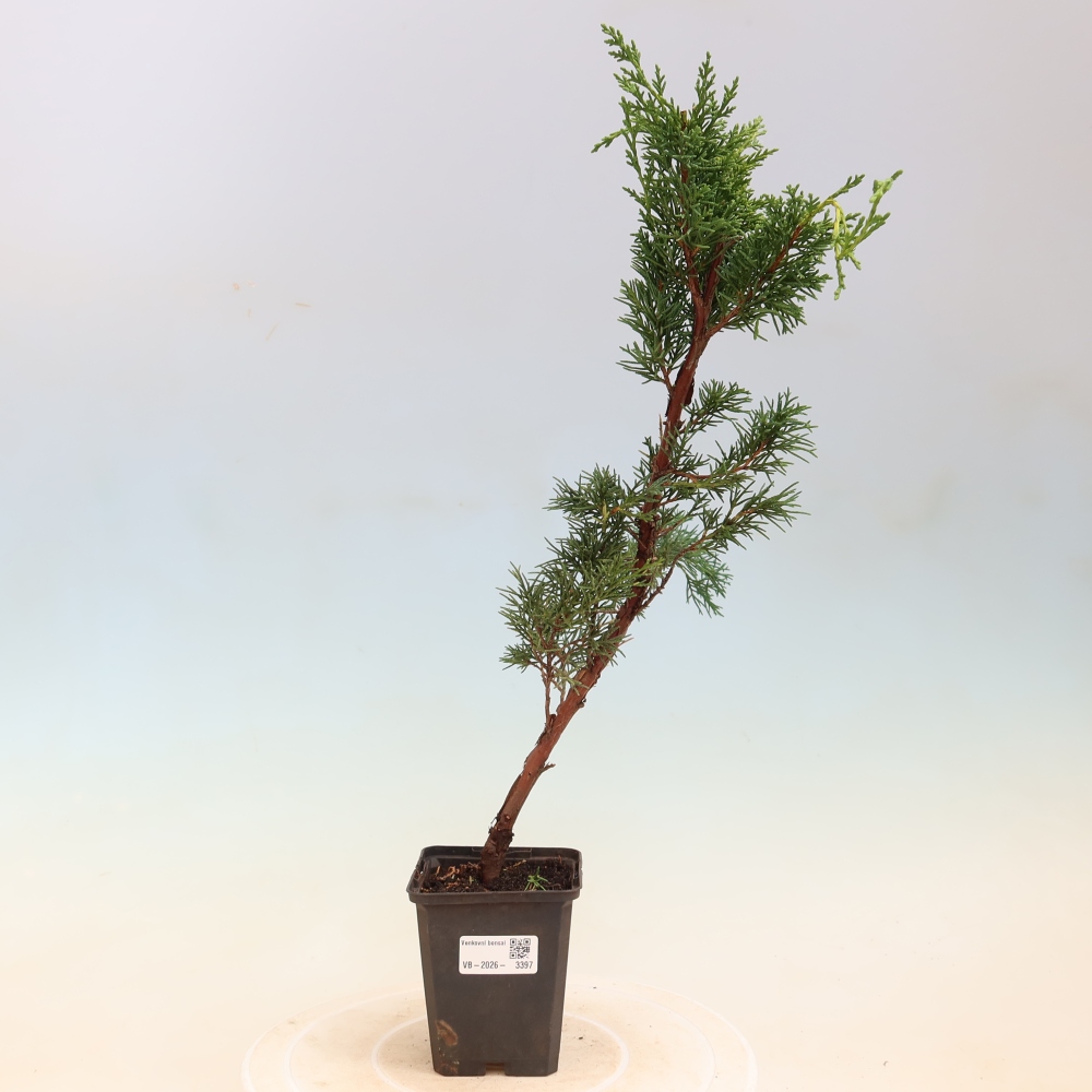 Outdoor bonsai - Juniperus chinensis Kishu