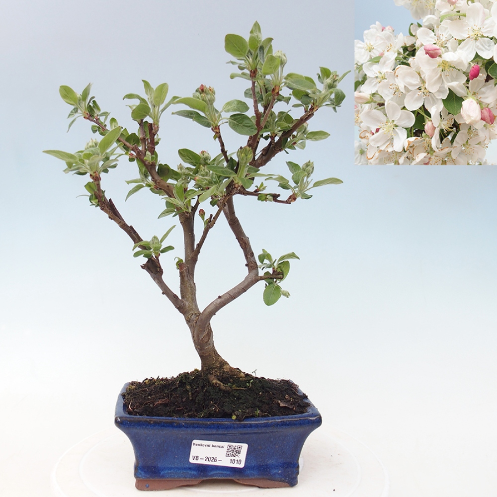 Outdoor bonsai -Malus halliana - Small-fruited apple tree