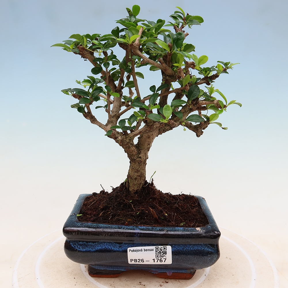 Room bonsai - Carmona macrophylla - Tea fuki