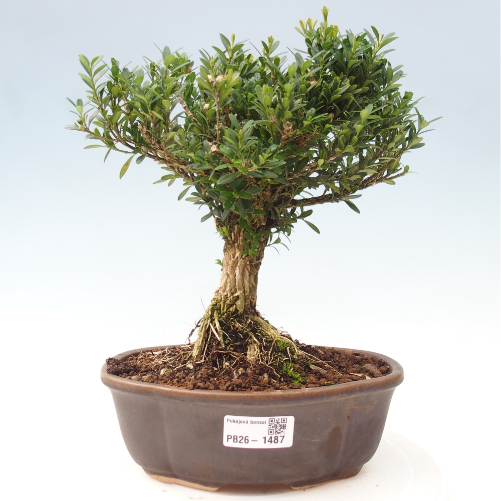 Room bonsai - Buxus harlandii - cork buxus