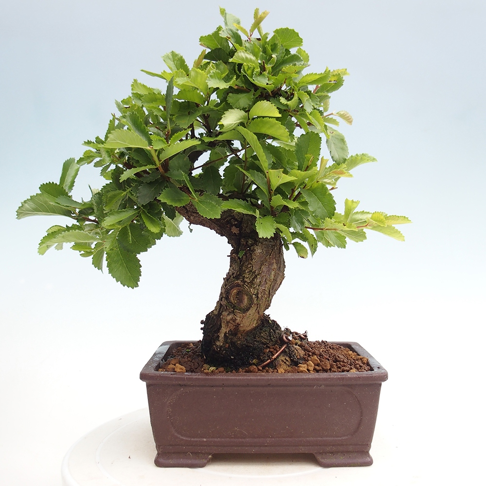 Outdoor bonsai - Zelkova - Zelkova NIRE