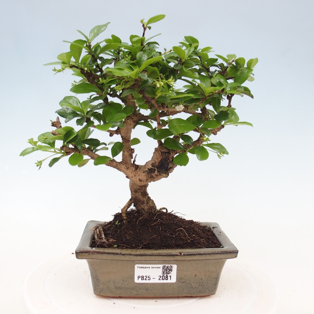 Indoor bonsai - Carmona macrophylla - Fuki tea