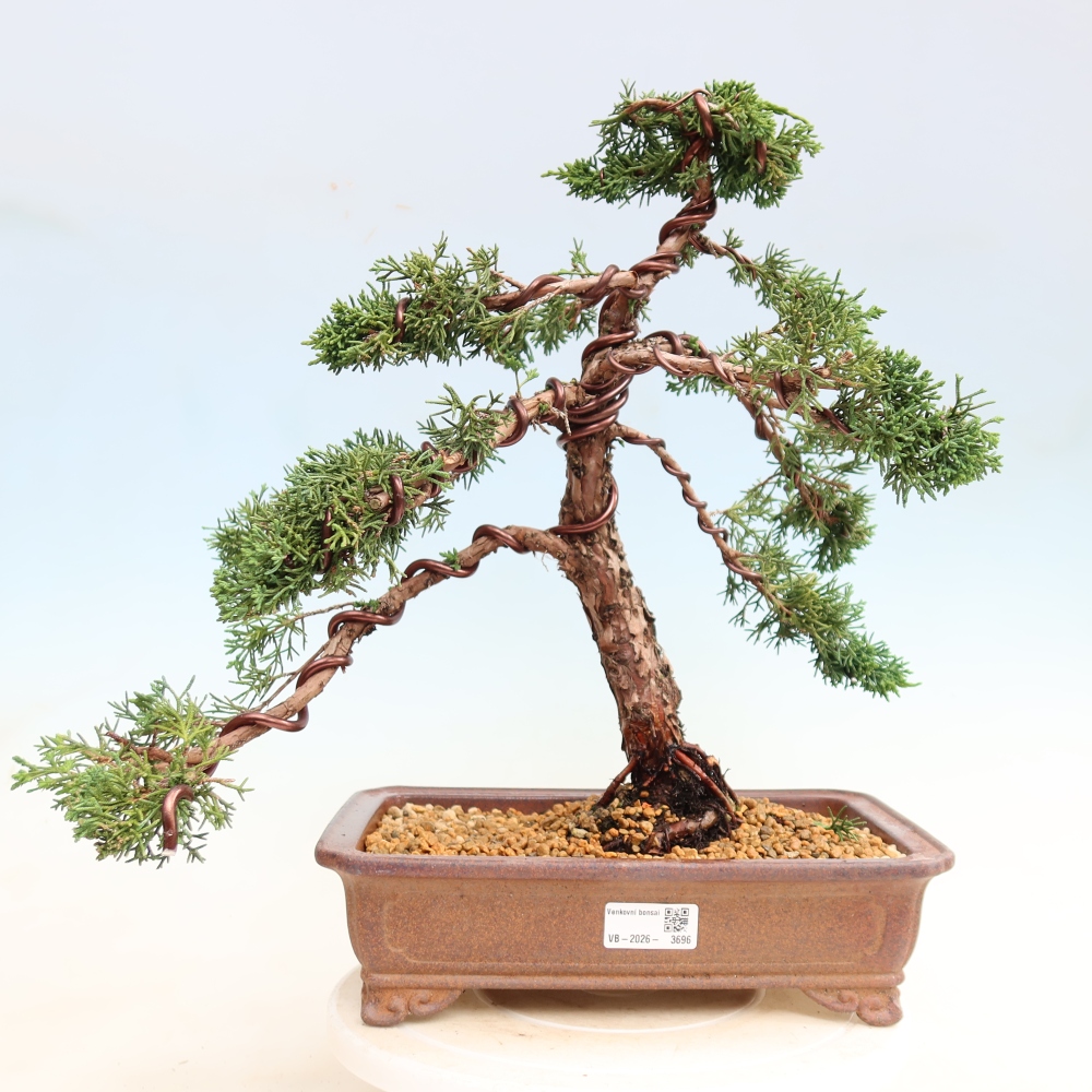 Outdoor bonsai - Juniperus chinensis Kishu