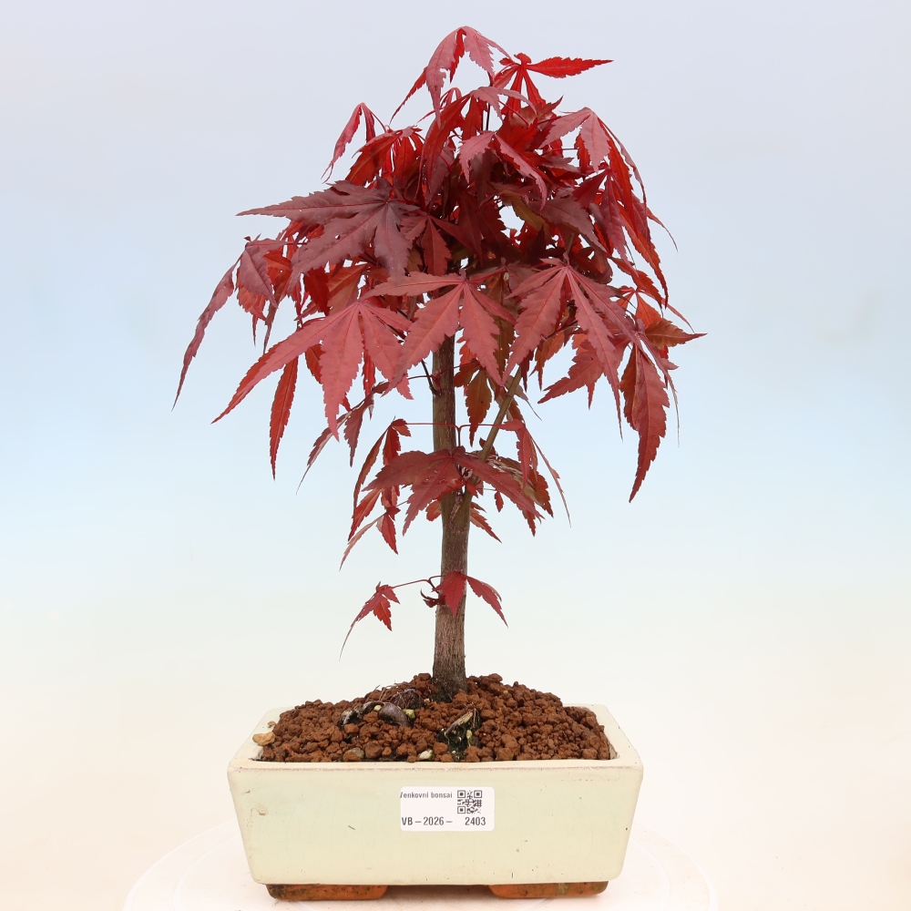 Outdoor bonsai - Acer palm. Atropurpureum-Javor palmate
