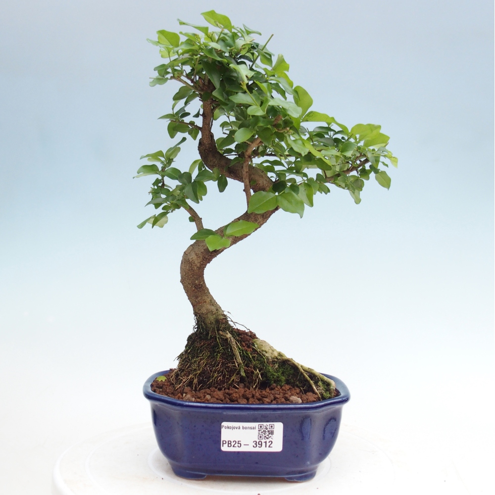 Room bonsai -Ligustrum chinensis - Birds Beak