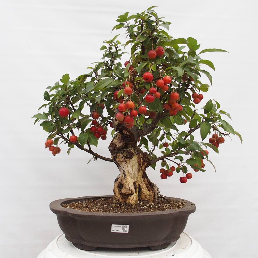 Outdoor bonsai - Malus halliana - Small-fruited apple tree