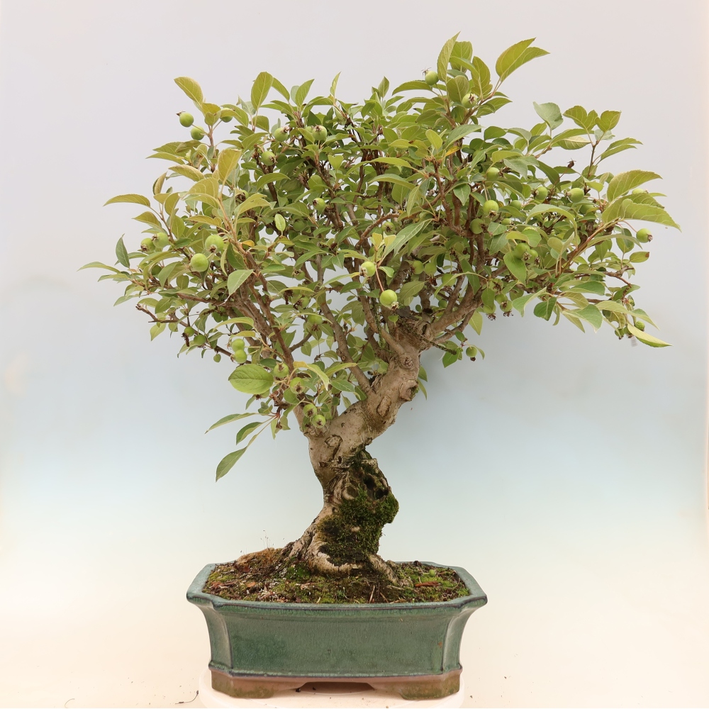 Outdoor bonsai -Malus halliana - Small-fruited apple tree