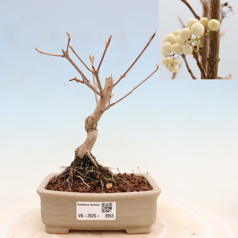 Outdoor Bonsai - Callicarpa bodinieri 'Snowqueen' - Snowberry