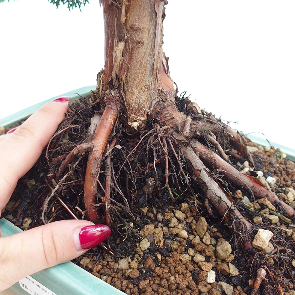 Outdoor bonsai - Juniperus chinensis Kishu - Chinese juniper
