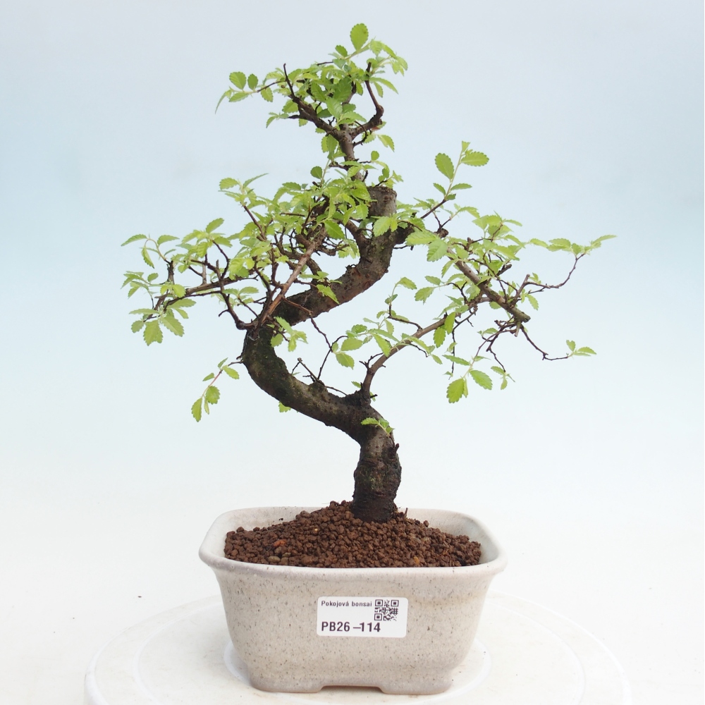 Room bonsai - Ulmus parvifolia - Small-leaved elm