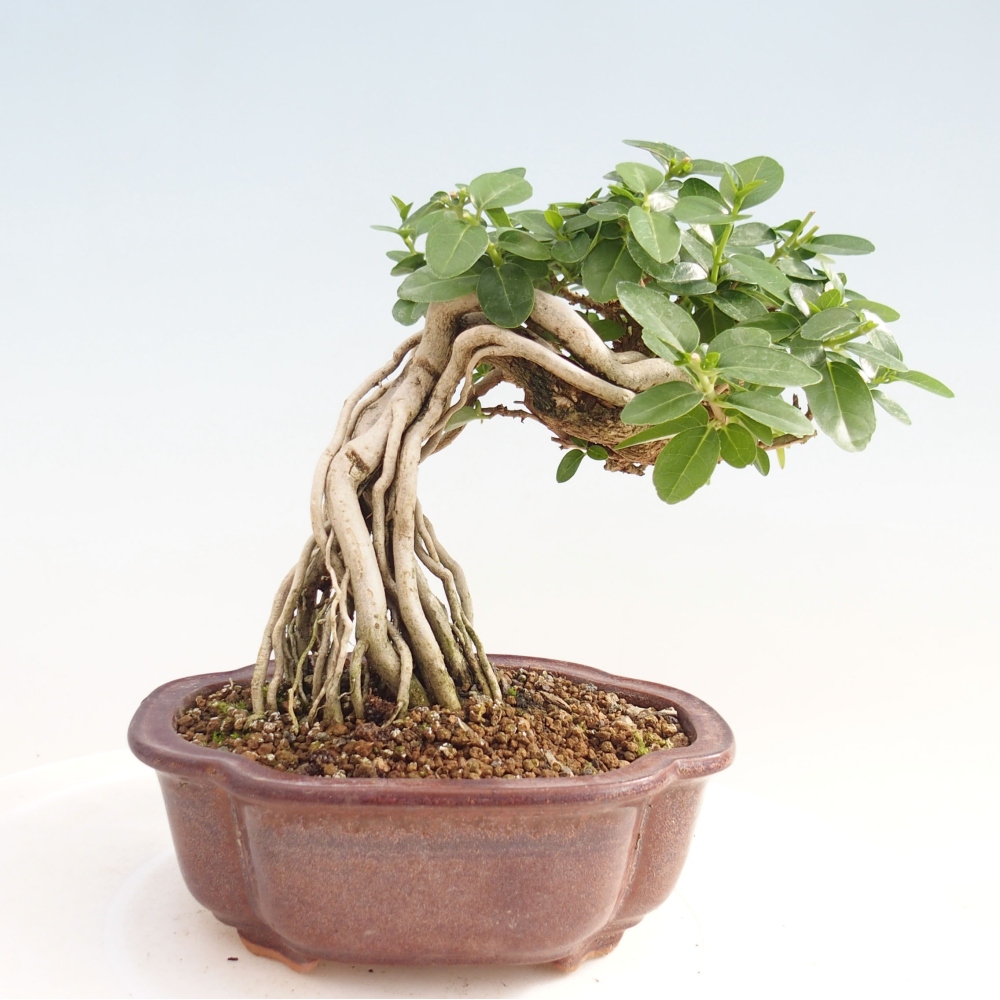 Indoor bonsai - Premna serratifolia - Kozlovon small-leaved