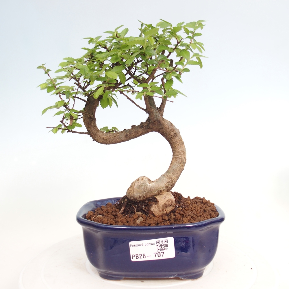 Room bonsai - Ulmus parvifolia - Small-leaved elm