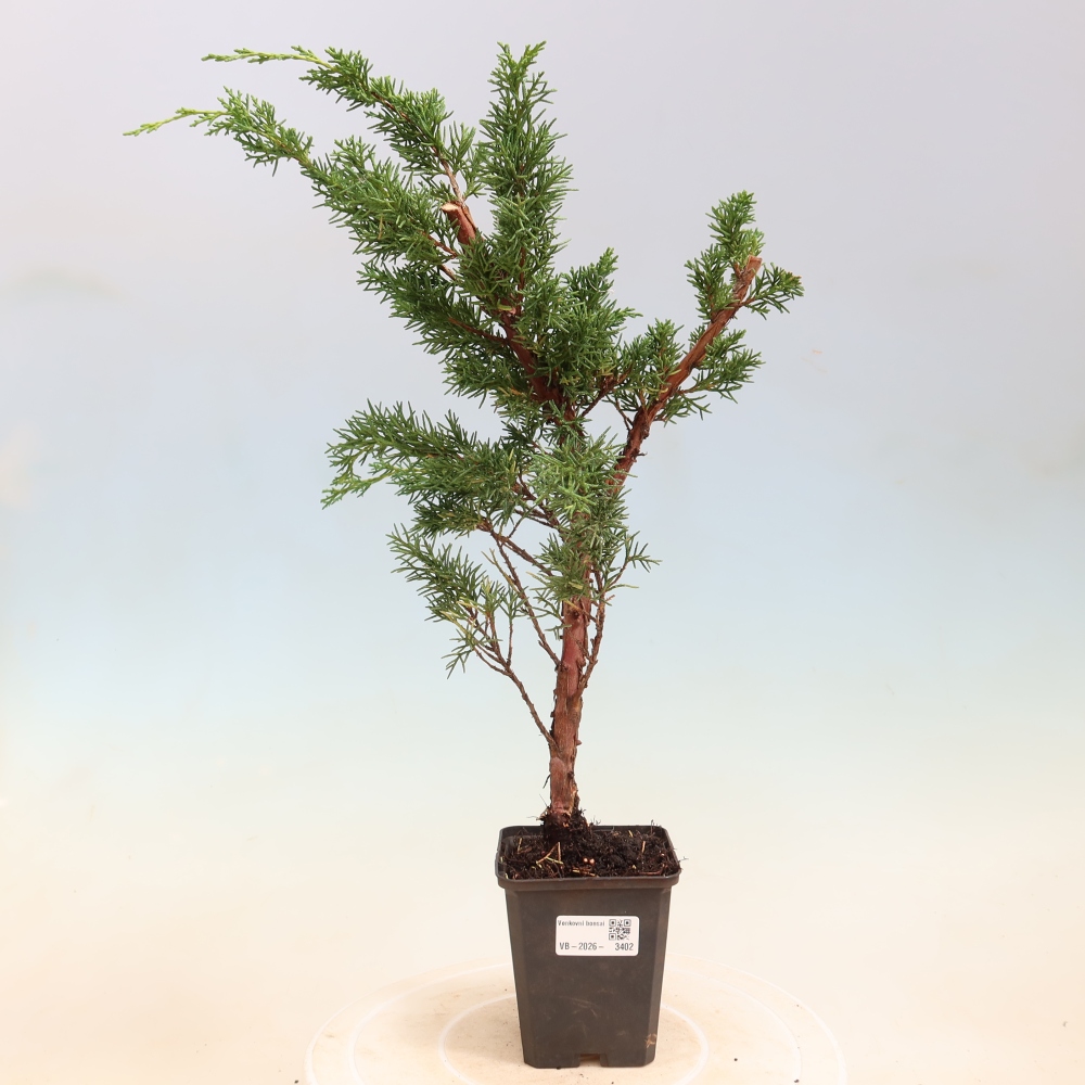Outdoor bonsai - Juniperus chinensis Kishu