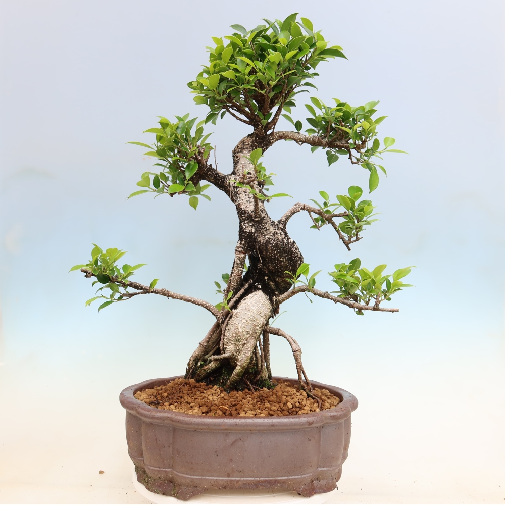 Room bonsai - Ficus kimmen - small-leaved ficus