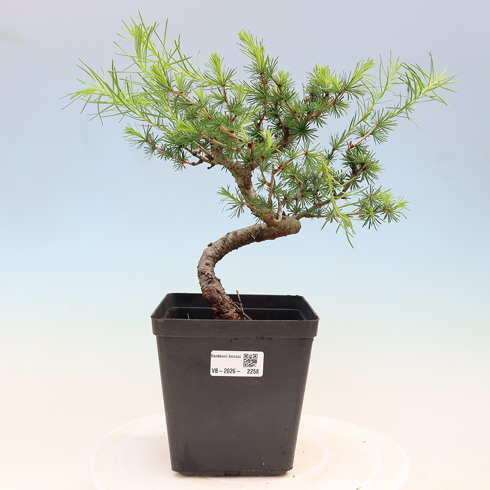 Outdoor bonsai -Larix decidua - Larch