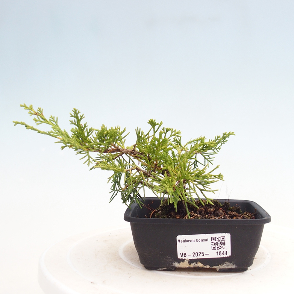 Outdoor bonsai - Juniperus chinensis Itoigawa - Chinese juniper