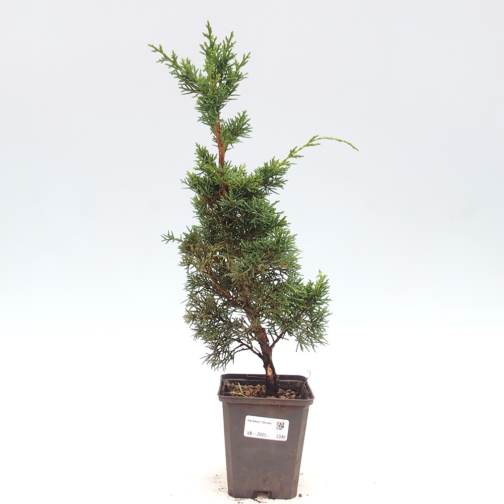 Outdoor bonsai - Juniperus chinensis Kishu - Chinese juniper