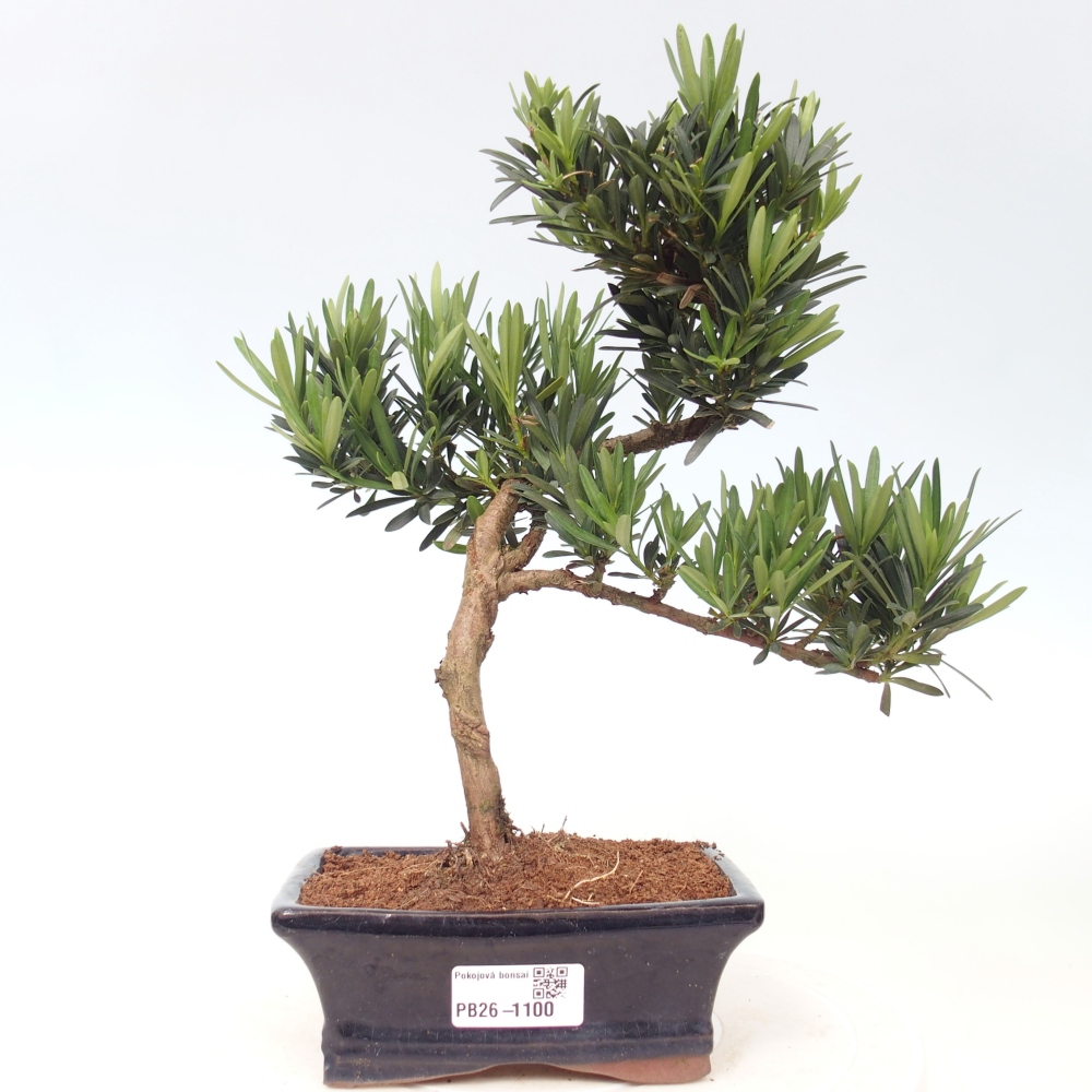 Room bonsai - Podocarpus - Stone Yew