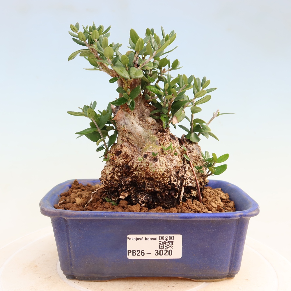 Indoor bonsai - Olea europaea sylvestris
