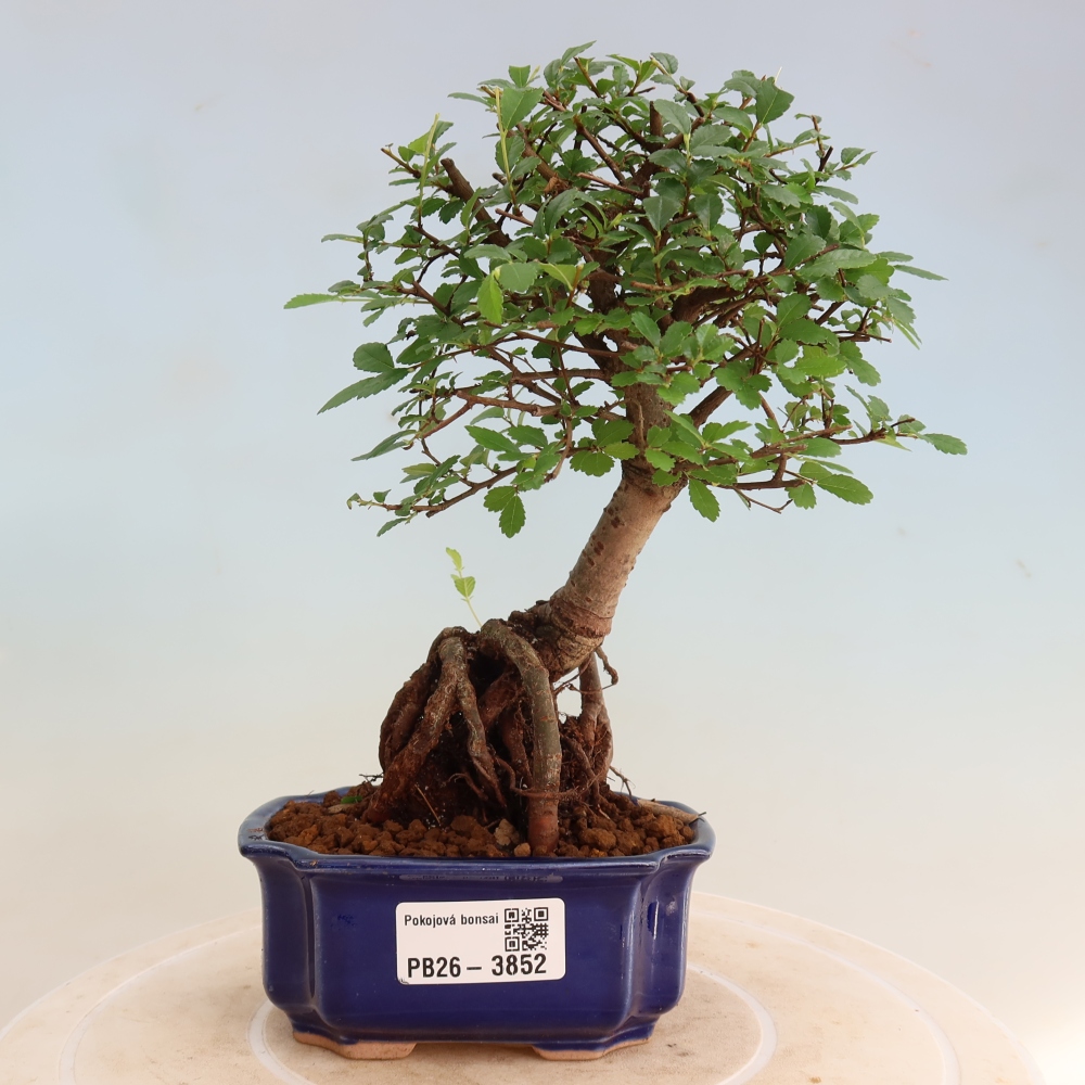 Room bonsai - Ulmus parvifolia - Small-leaved elm