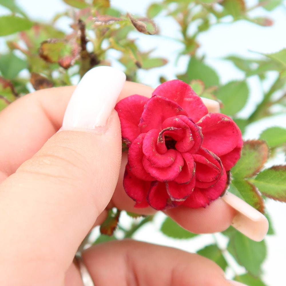 Outdoor Bonsai - Rosa Kordes - Rose
