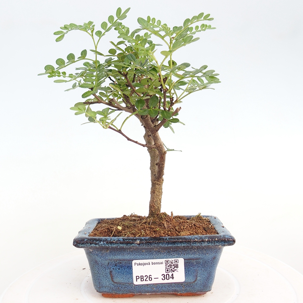 Room bonsai - Zantoxylum piperitum - pepper tree