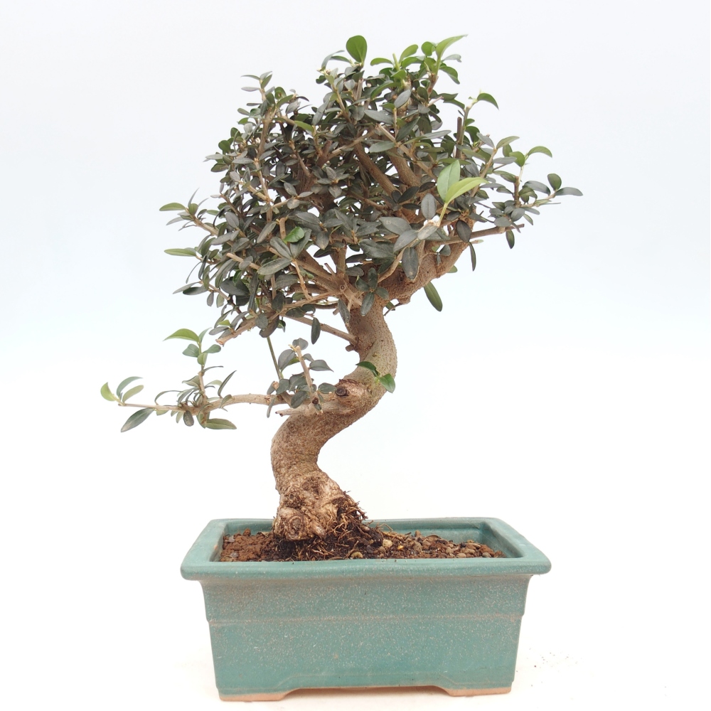 Indoor bonsai - Olea europaea sylvestris