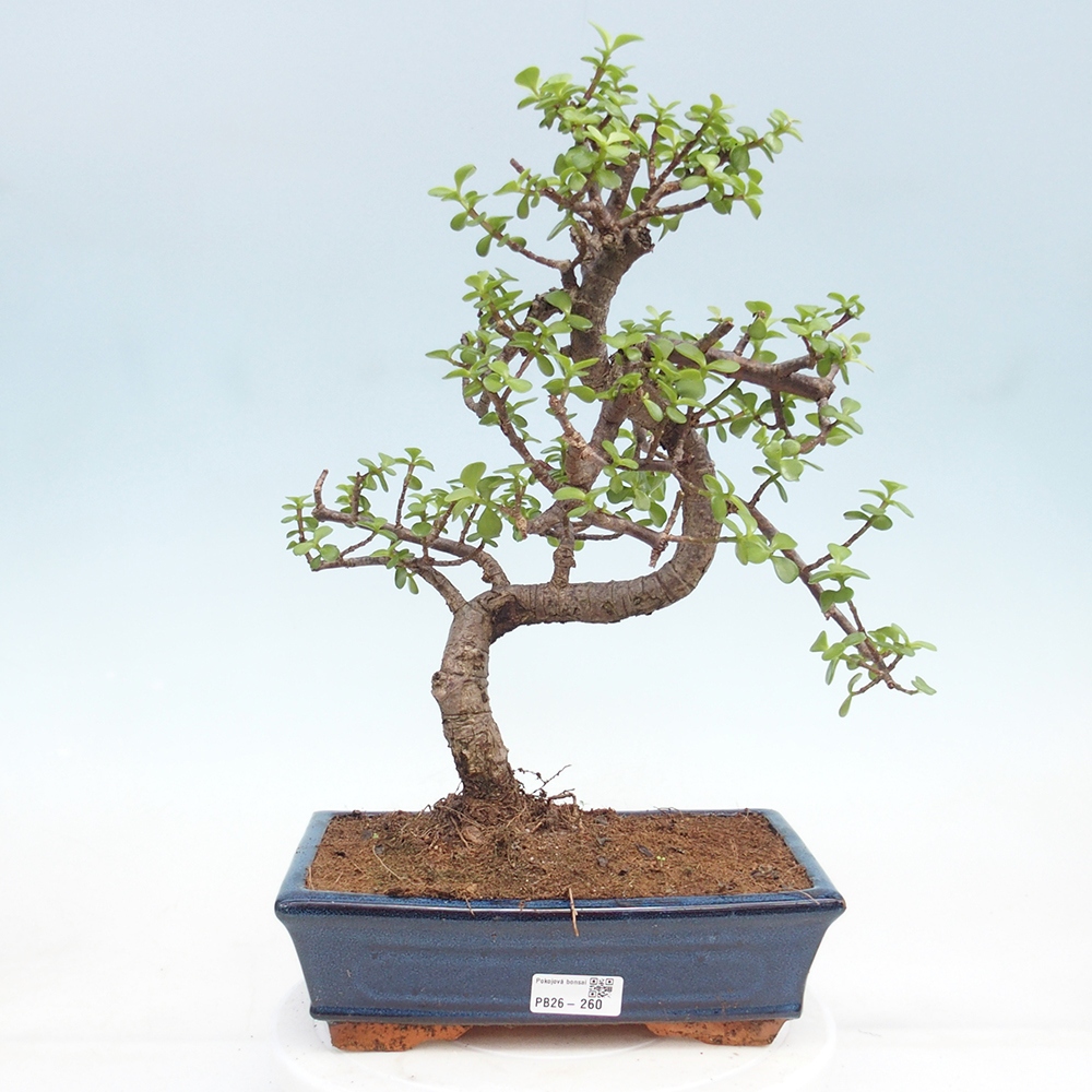 Room bonsai - Portulakaria Afra - Tlustice