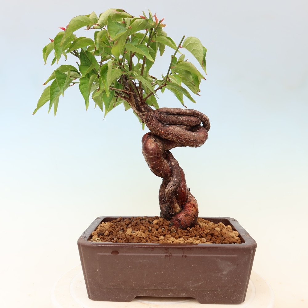 Outdoor Bonsai - Japanese Apricot - Prunus Mume