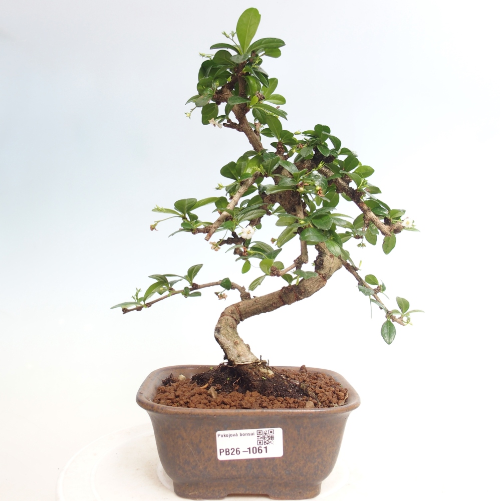 Room bonsai - Carmona macrophylla - Tea fuki
