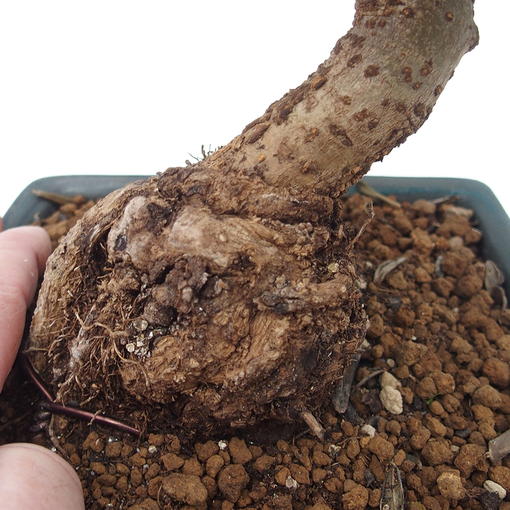 Indoor bonsai - Olea europaea sylvestris