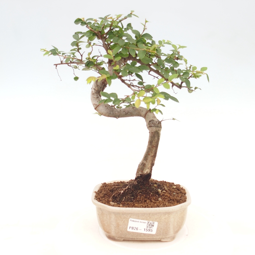 Room bonsai - Ulmus parvifolia - Small-leaved elm
