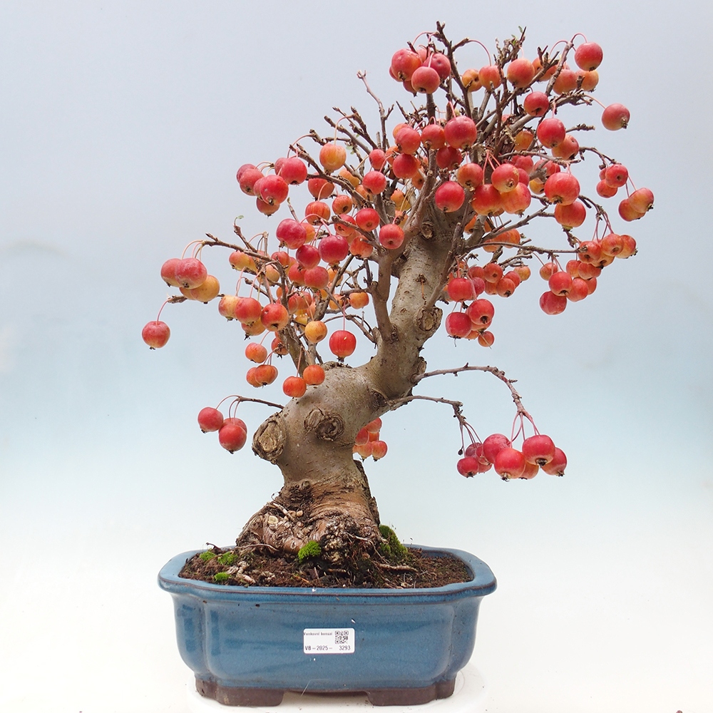 Outdoor bonsai - Malus halliana - Small-fruited apple tree
