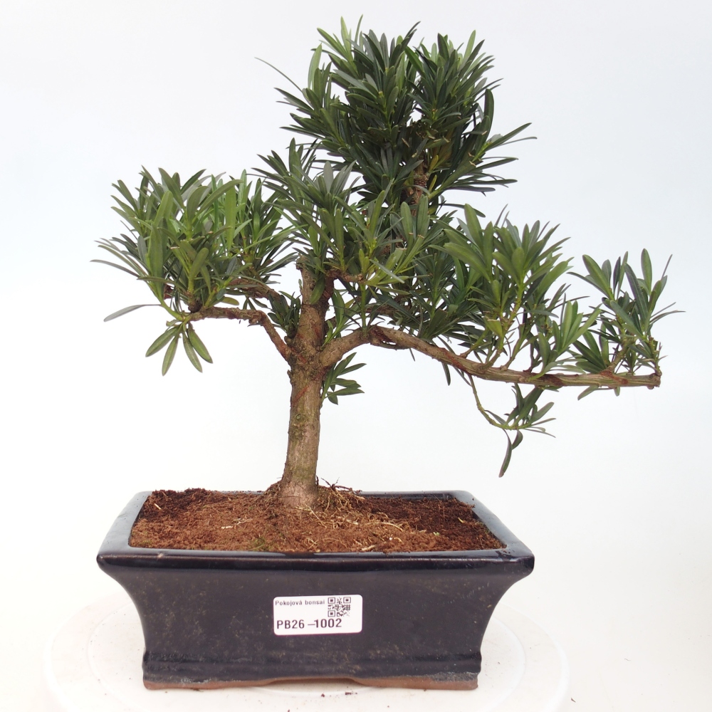 Room bonsai - Podocarpus - Stone Yew
