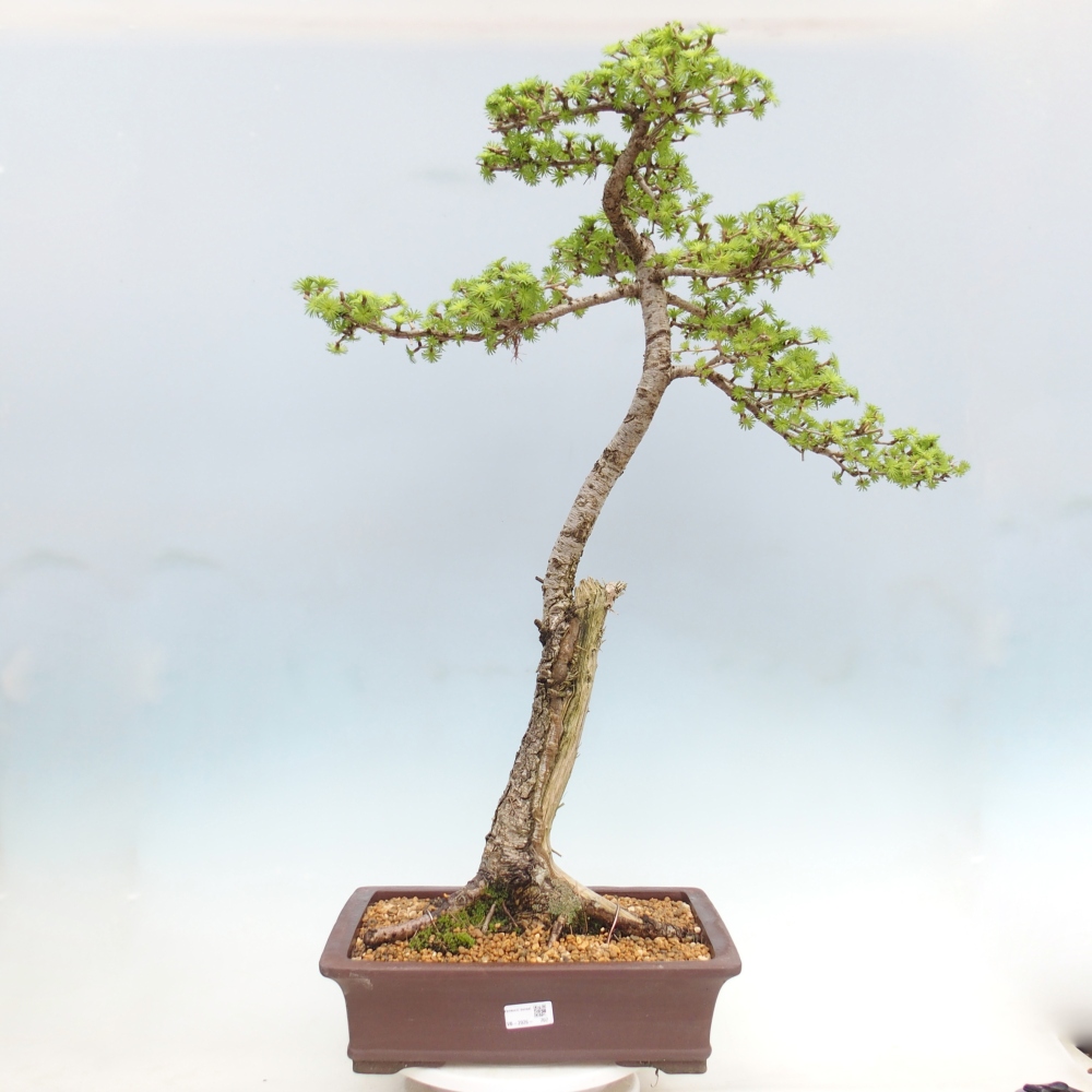 Outdoor bonsai -Larix decidua - Larch - Pallet transport only