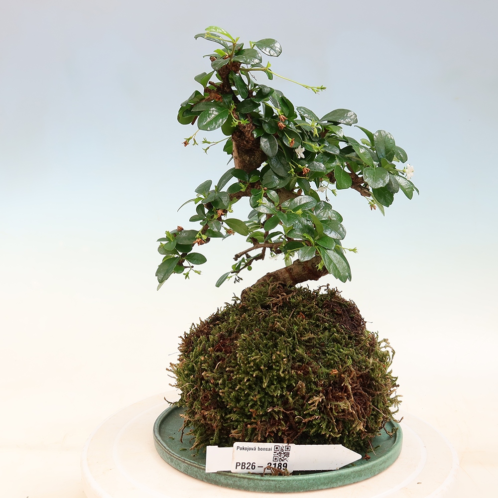 Kokedama with a saucer - Chay-fuki - Carmona macrophylla