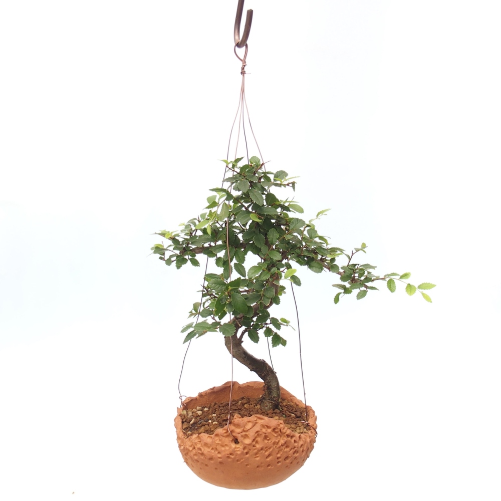 Kokedama in ceramics -Ulmus parvifolia- small-leaved elm