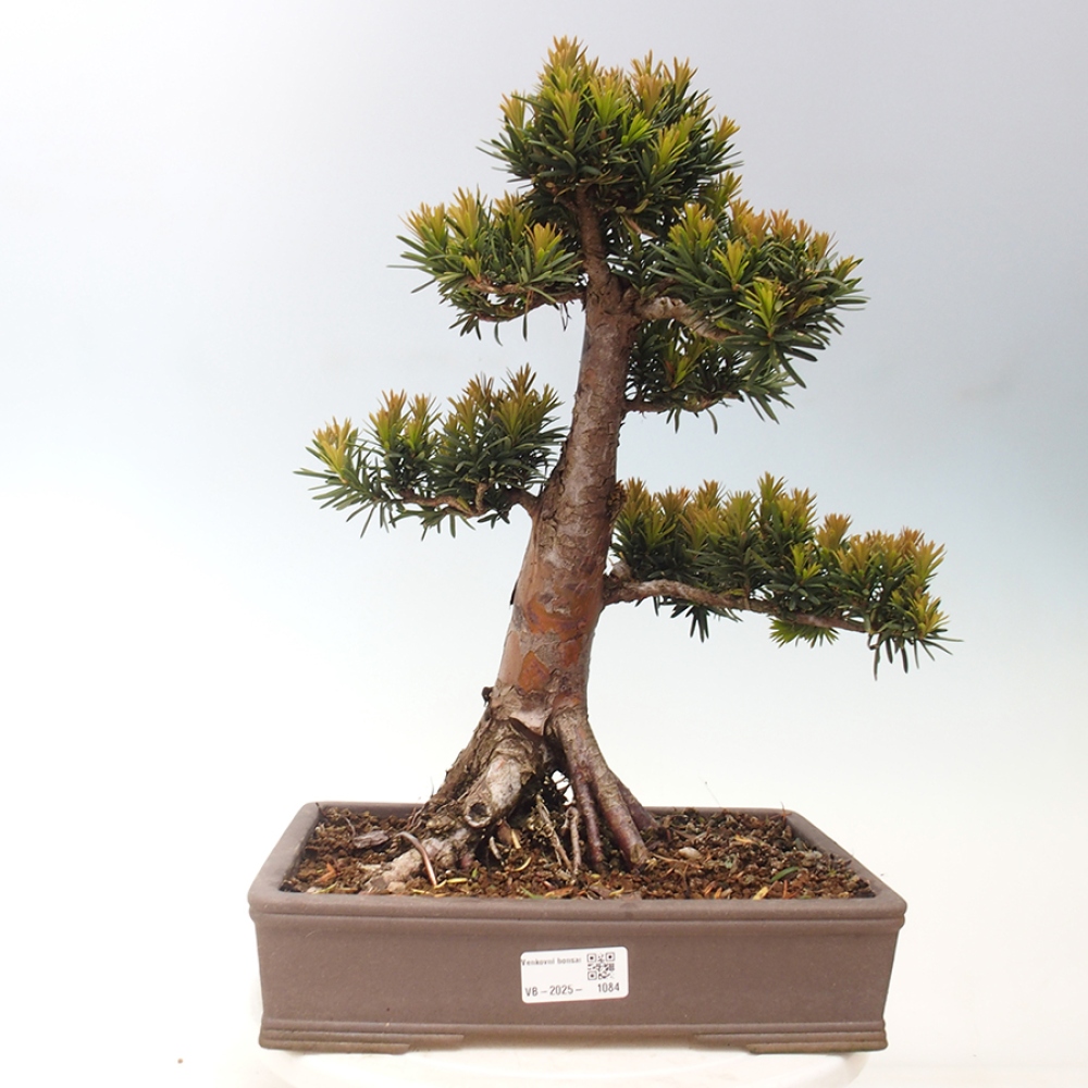 Outdoor bonsai - Taxus cuspidata - Japanese yew