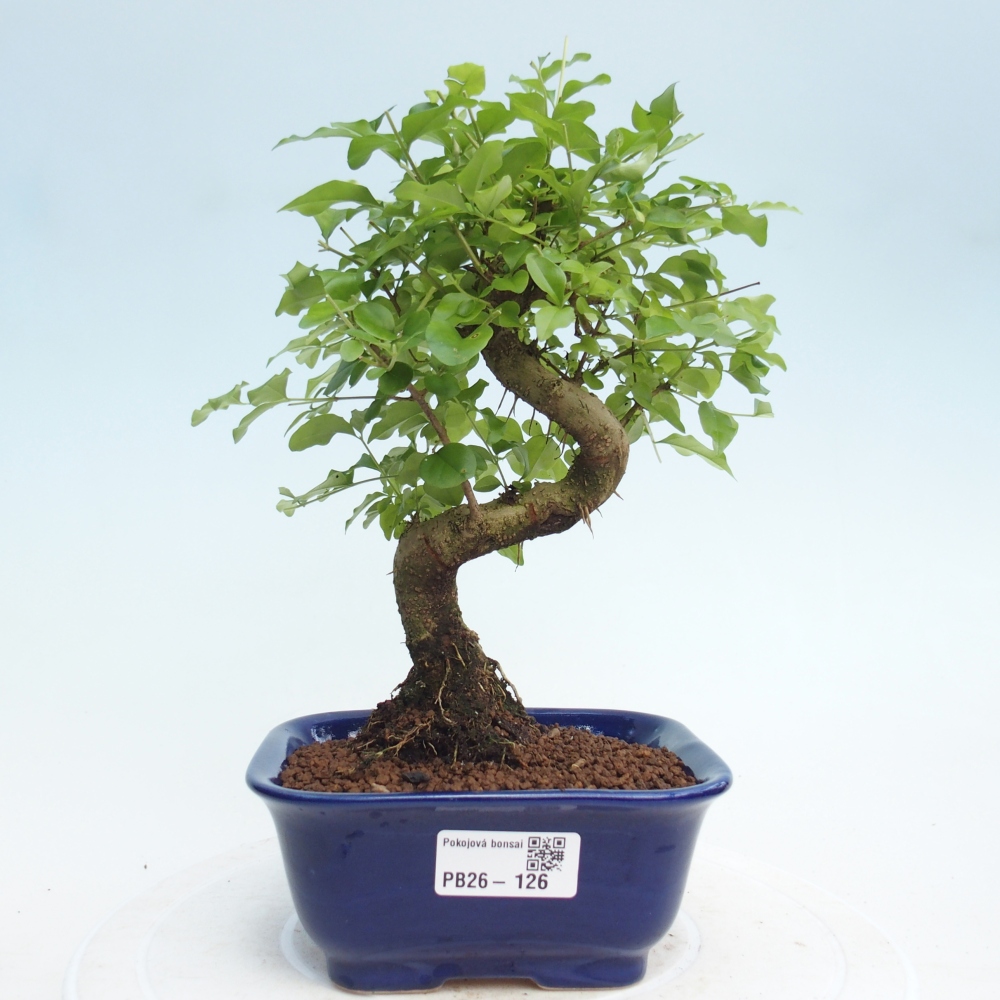 Room bonsai -Ligustrum chinensis - Birds Beak