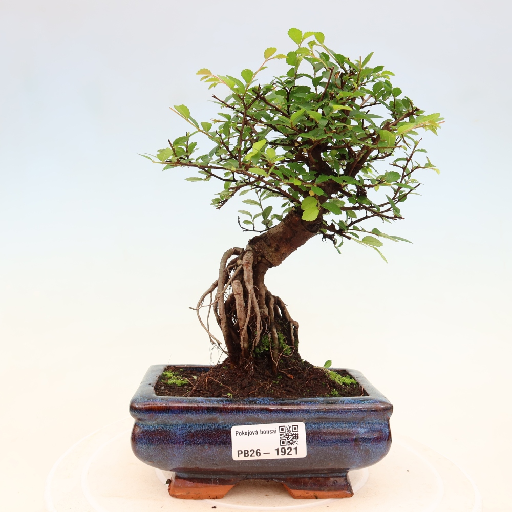 Room bonsai - Ulmus parvifolia - Small-leaved elm