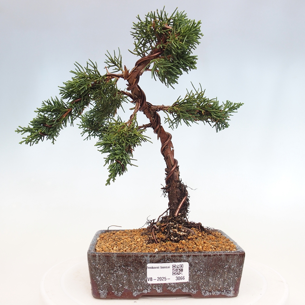 Outdoor bonsai - Juniperus chinensis Kishu - Chinese Juniper