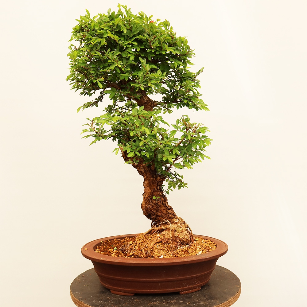 Outdoor bonsai - Zelkova - Zelkova NIRE