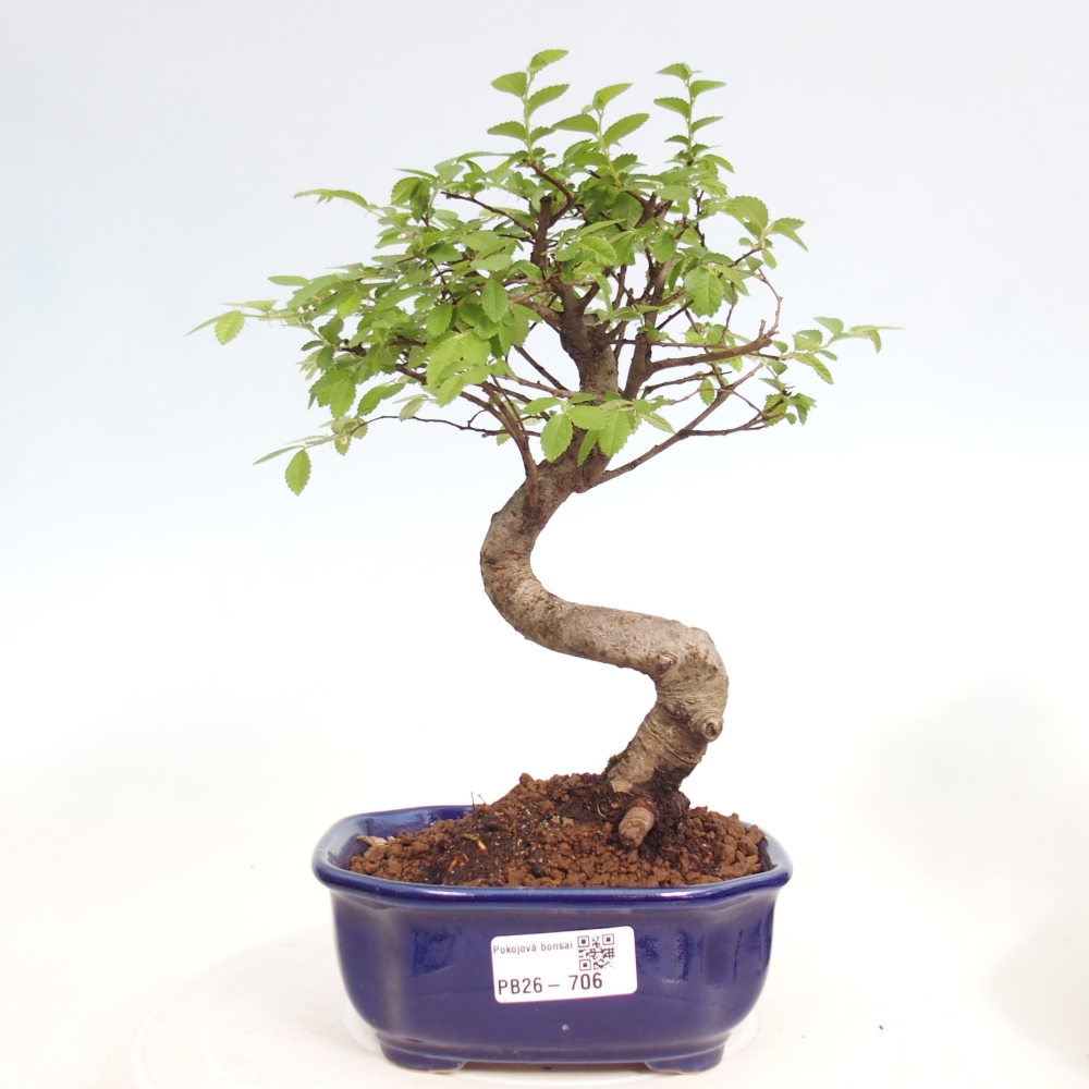 Room bonsai - Ulmus parvifolia - Small-leaved elm