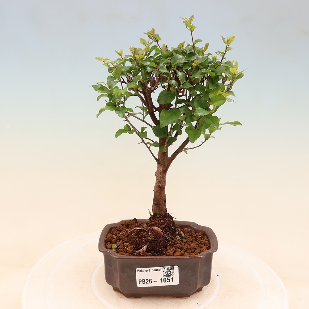 Room bonsai - Sageretia thea - Sageretia thea