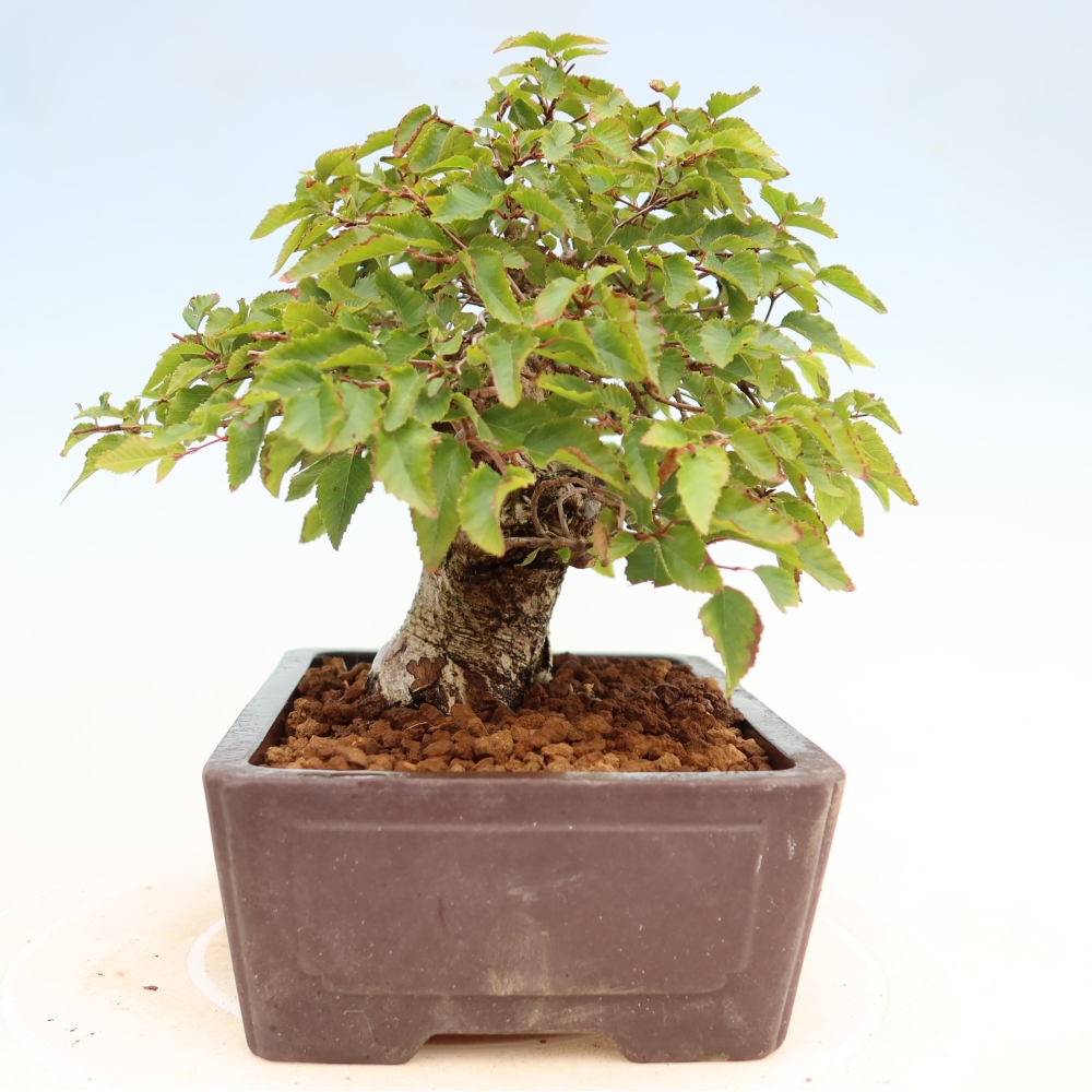 Outdoor bonsai -Carpinus coreana - Korean Hornbeam