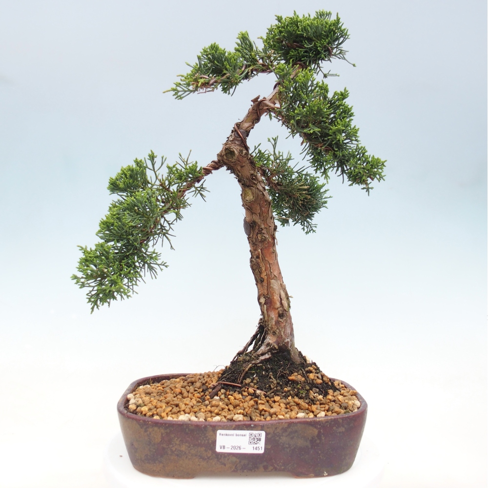 Outdoor bonsai - Juniperus chinensis Kishu