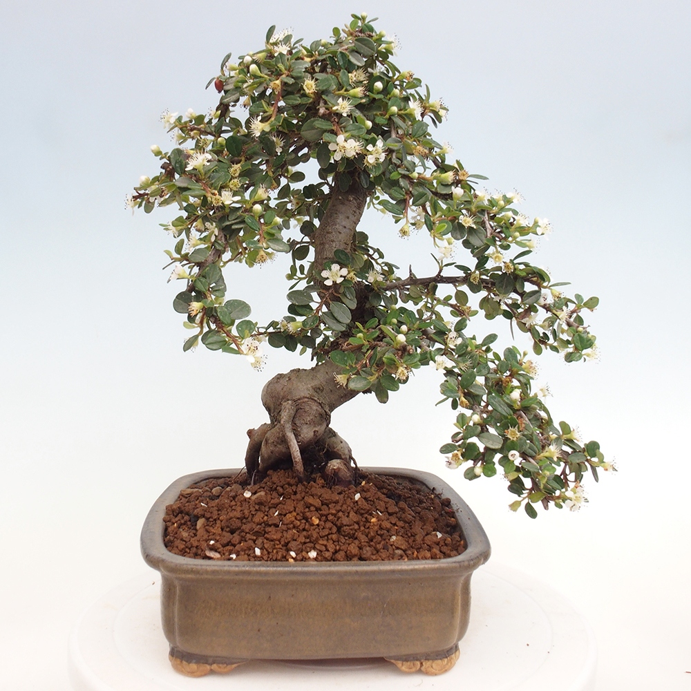 Outdoor bonsai-Cotoneaster dammeri - Rock Damer