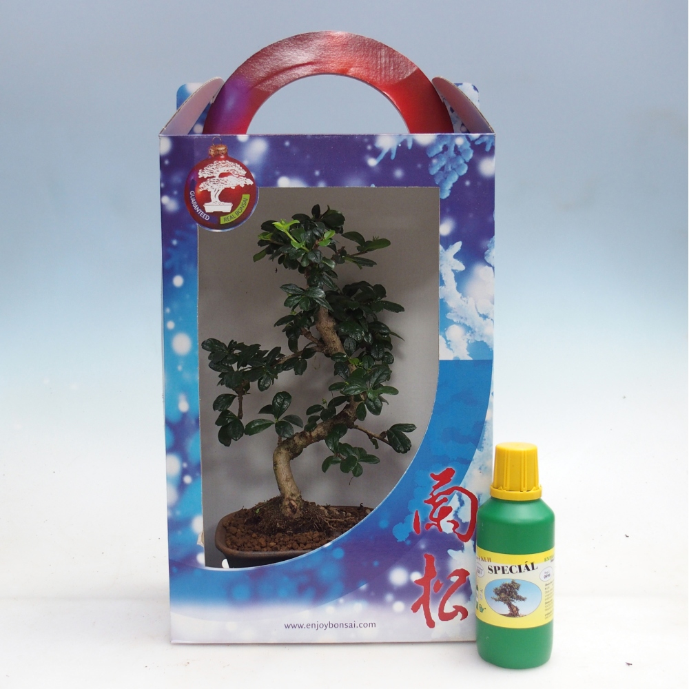 Room bonsai in gift box Carmona microphylla - Tea fuki